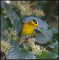 _2SB9660 wilsons warbler